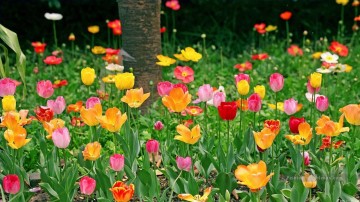 De Photos réalistes œuvres - Tulipes Terrain Fleurs Peinture à l’Art